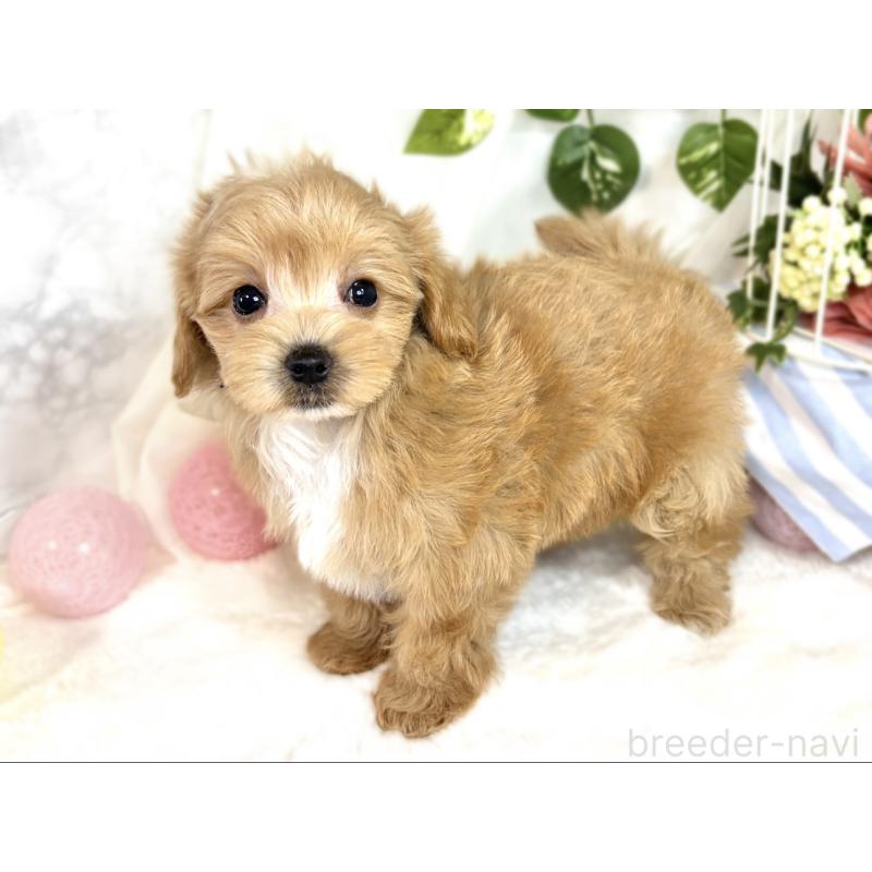 成約済の滋賀県のマルプー:マルチーズ×トイプードル-408971の2枚目